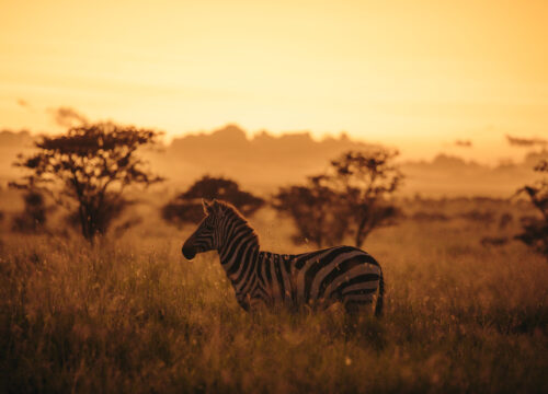 3-Day Tanzania Safari Adventure – Themi Africa Travel