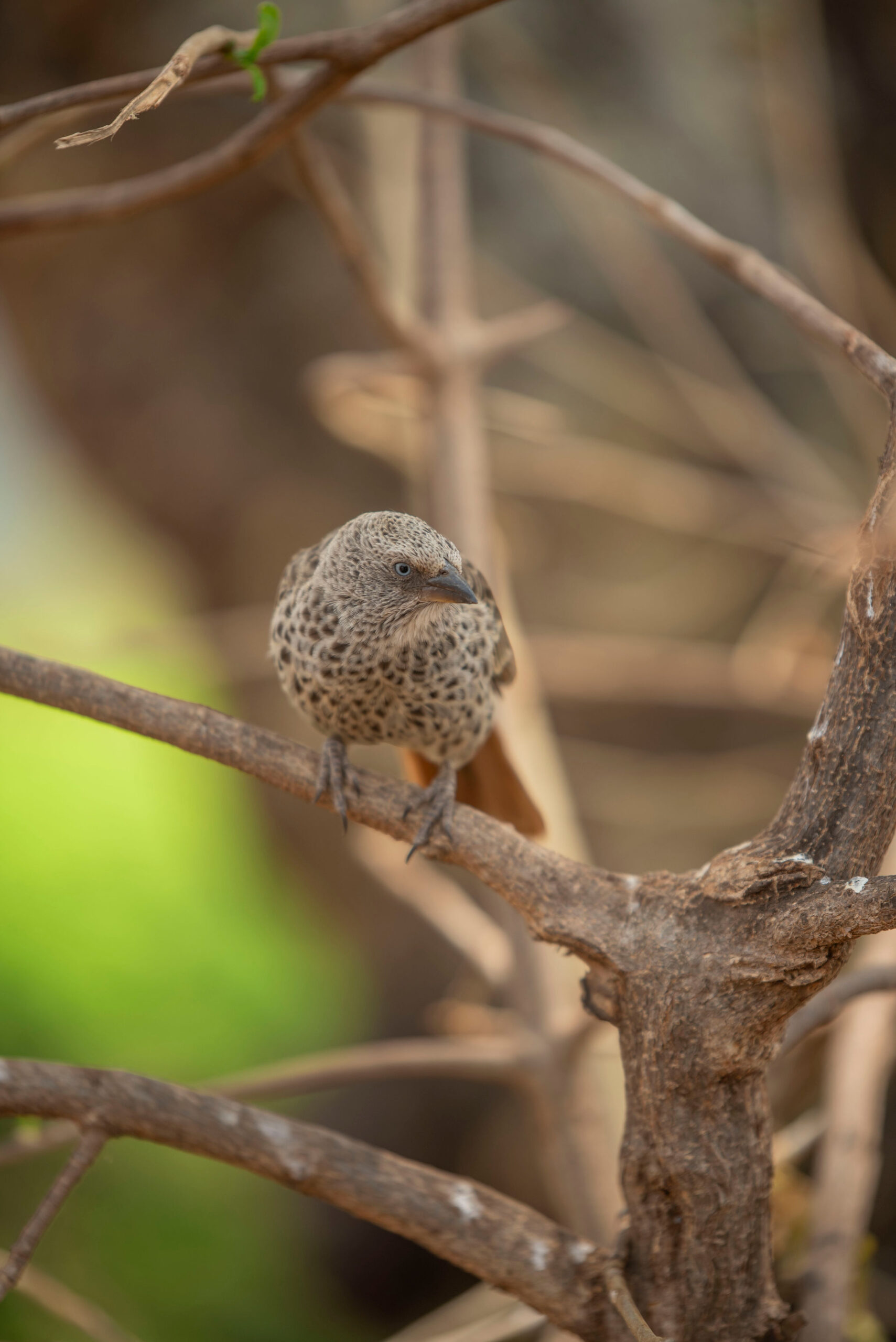 Serengeti National Park 