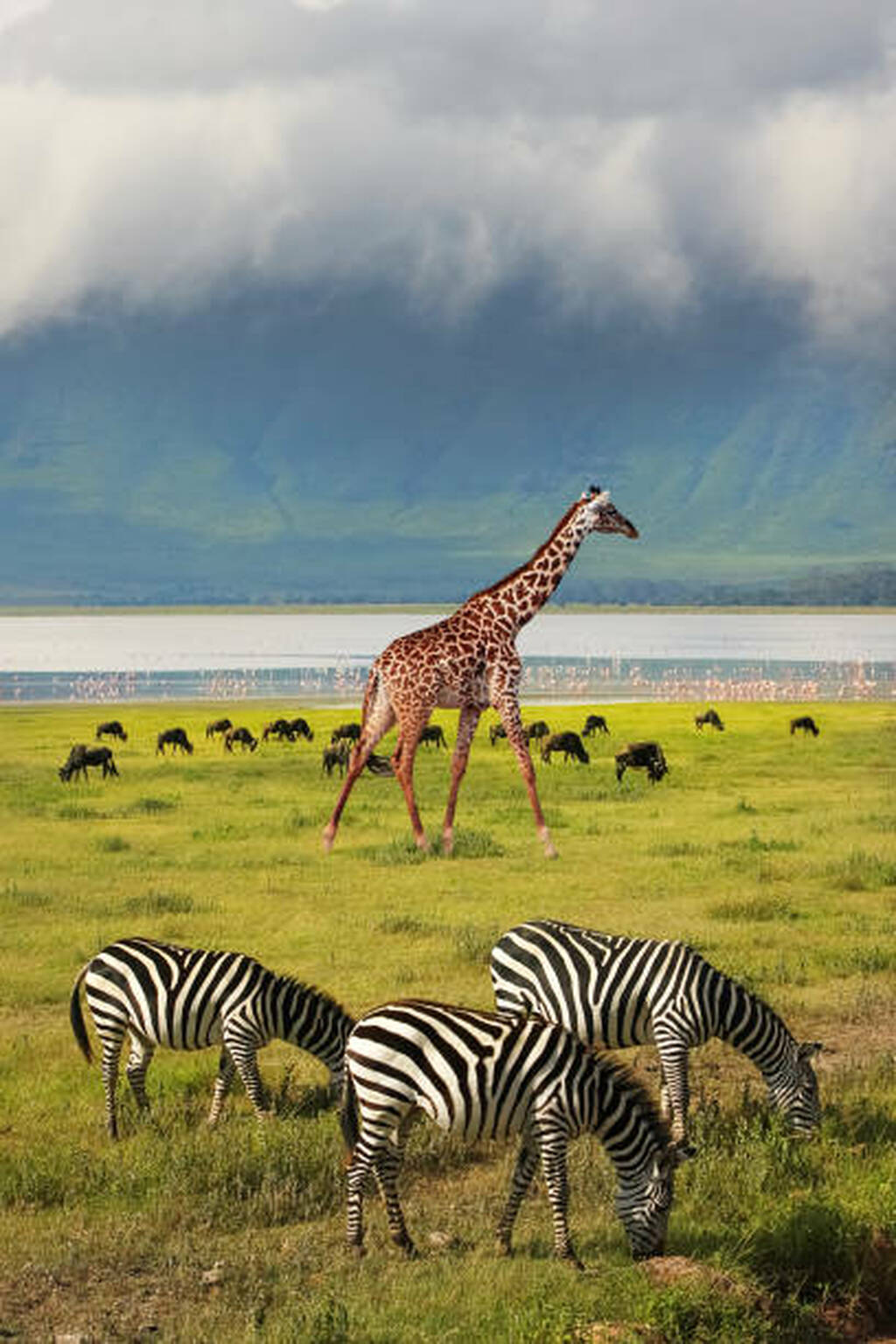 Ngorongoro Conservation area 